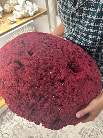 Vintage Red Pipe Coral - 25" - coralTideline