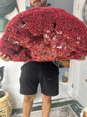 Vintage Red Pipe Coral - 25