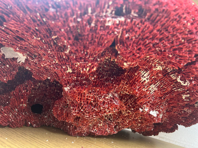 Vintage Red Pipe Coral - 25" - coralTideline