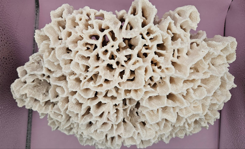 Vintage Rugosa Coral Display - 12x7x7 - coralLoving Coastal Living