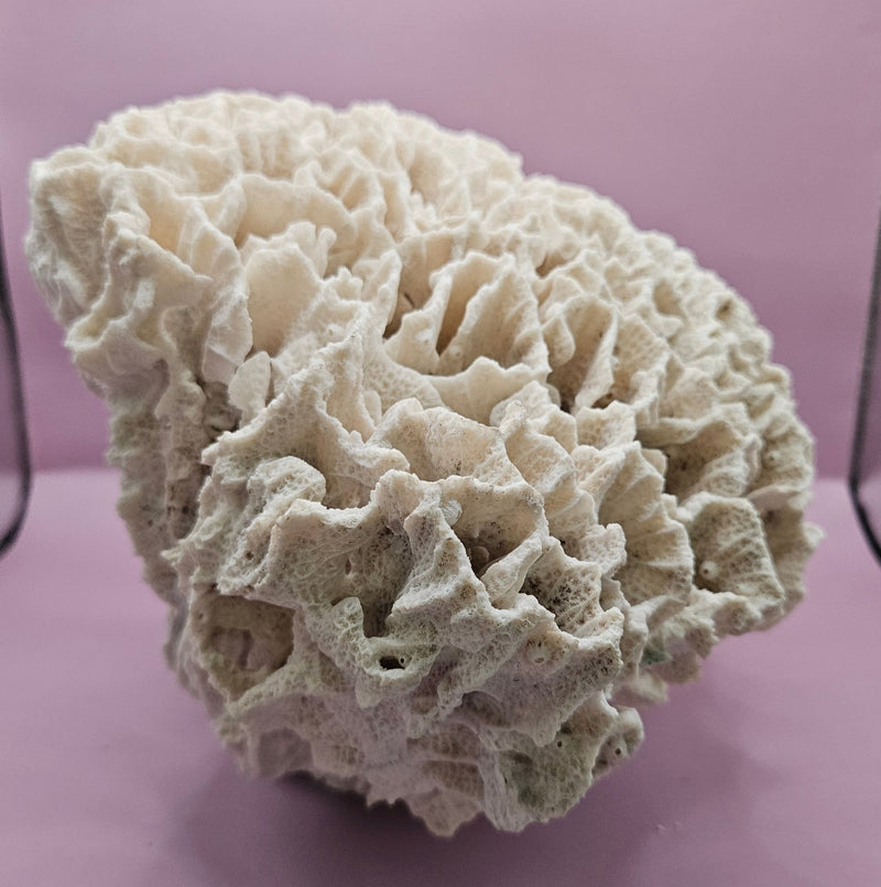 Vintage Rugosa Coral Display - 12x7x7 - coralLoving Coastal Living