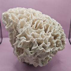 Vintage Rugosa Coral Display - 12x7x7 - coralLoving Coastal Living
