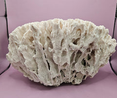 Vintage Rugosa Coral Display - 12x7x7 - coralLoving Coastal Living