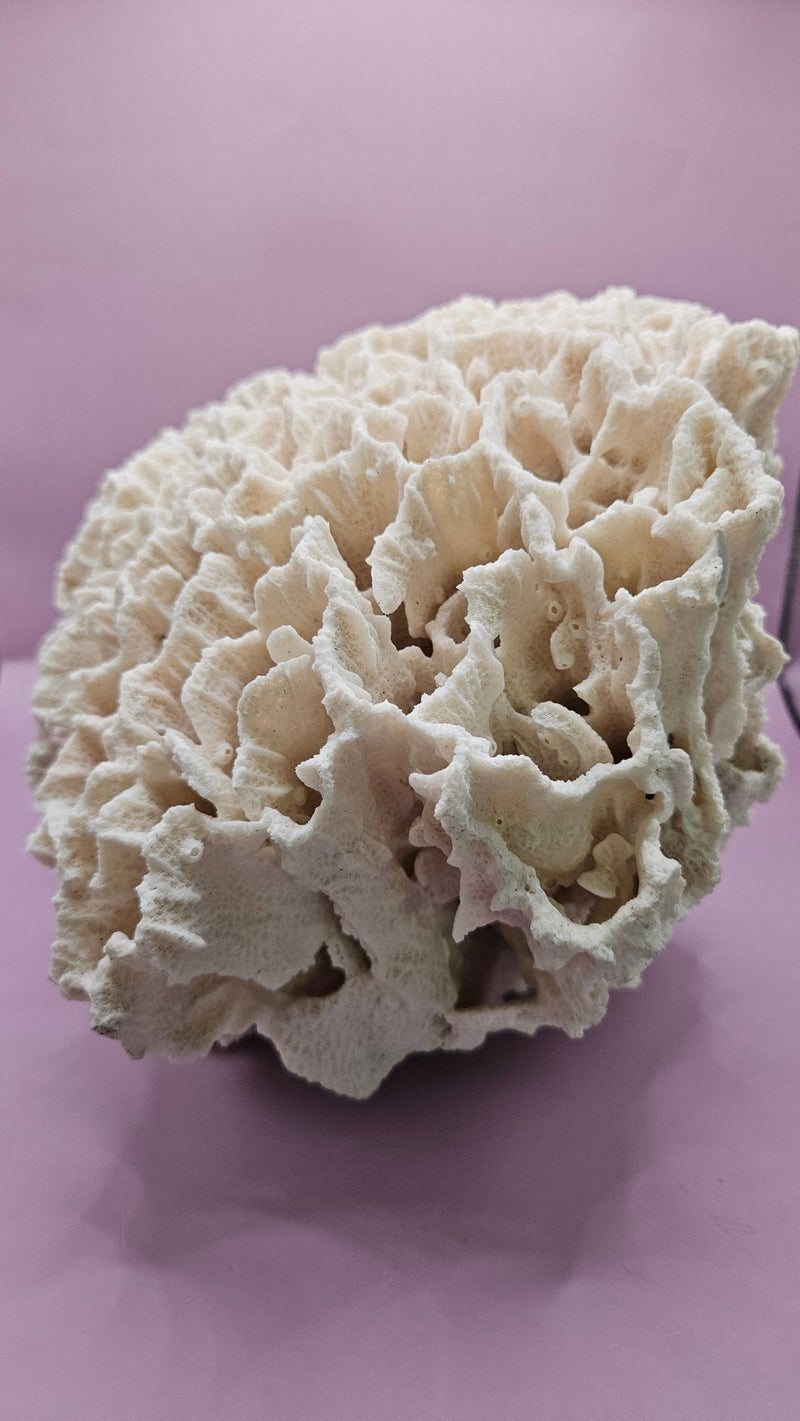 Vintage Rugosa Coral Display - 12x7x7 - coralLoving Coastal Living