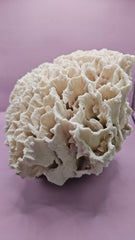 Vintage Rugosa Coral Display - 12x7x7 - coralLoving Coastal Living