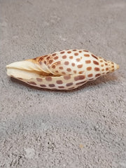 Vintage Scaphella Junonia Shell - 3.3