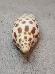 Vintage Scaphella Junonia Shell - 3.3