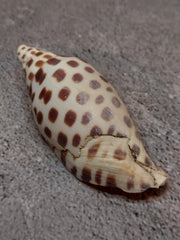 Vintage Scaphella Junonia Shell - 3.3