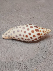 Vintage Scaphella Junonia Shell - 3.3