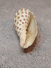 Vintage Scaphella Junonia Shell - 3.3