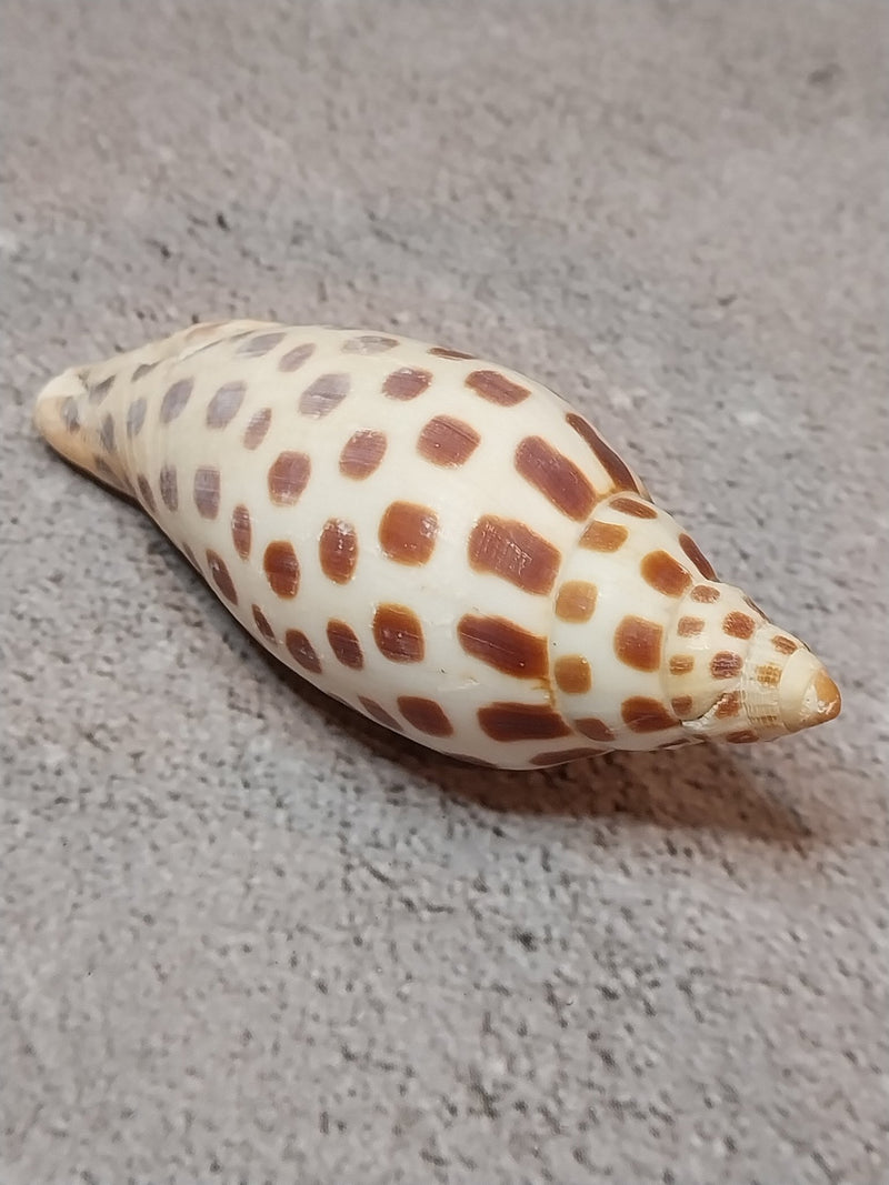 Vintage Scaphella Junonia Shell - 3.3"x1.3" - Loving Coastal Living