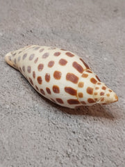 Vintage Scaphella Junonia Shell - 3.3