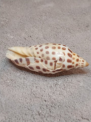Vintage Scaphella Junonia Shell - 3.3