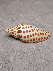 Vintage Scaphella Junonia Shell - 3.8