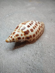 Vintage Scaphella Junonia Shell - 3.8