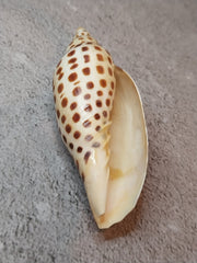 Vintage Scaphella Junonia Shell - 3.8