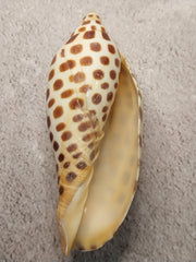 Vintage Scaphella Junonia Shell - 3.8