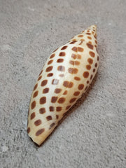 Vintage Scaphella Junonia Shell - 3.8