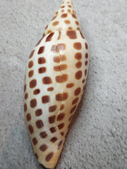 Vintage Scaphella Junonia Shell - 3.8