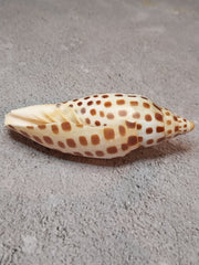 Vintage Scaphella Junonia Shell - 3.8