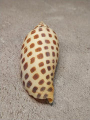Vintage Scaphella Junonia Shell - 3.8