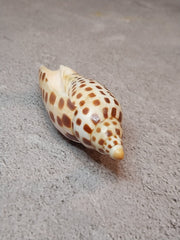 Vintage Scaphella Junonia Shell - 3.8