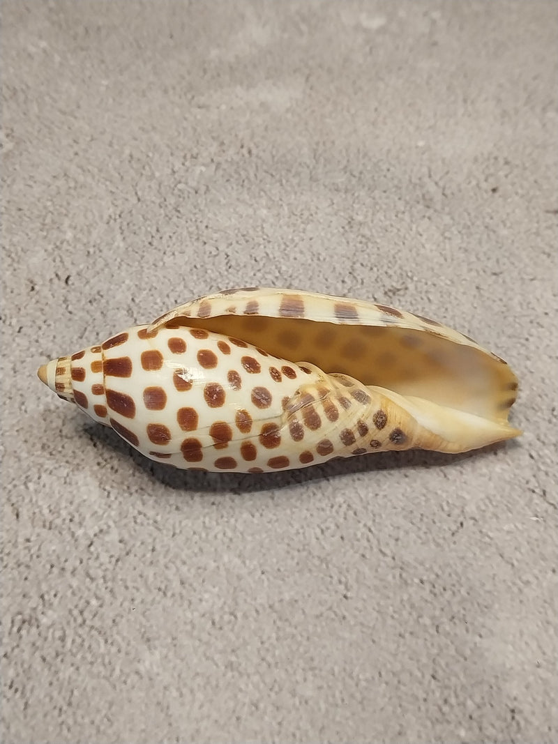 Vintage Scaphella Junonia Shell - 3.8"x1.5" - Loving Coastal Living