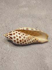 Vintage Scaphella Junonia Shell - 3.8