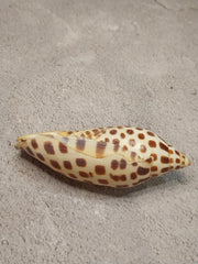 Vintage Scaphella Junonia Shell - 3.8