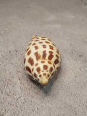 Vintage Scaphella Junonia Shell - 3.8