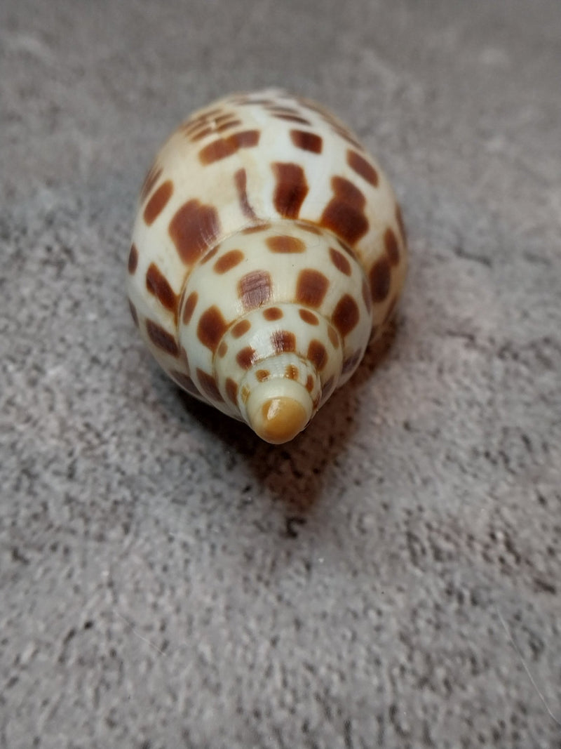 Vintage Scaphella Junonia Shell - 3.8"x1.5" - Loving Coastal Living