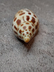 Vintage Scaphella Junonia Shell - 3.8