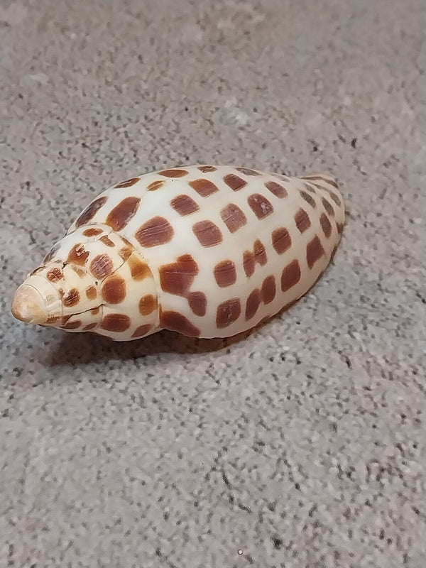 Vintage Scaphella Junonia Shell - 3"x1.2" - Loving Coastal Living