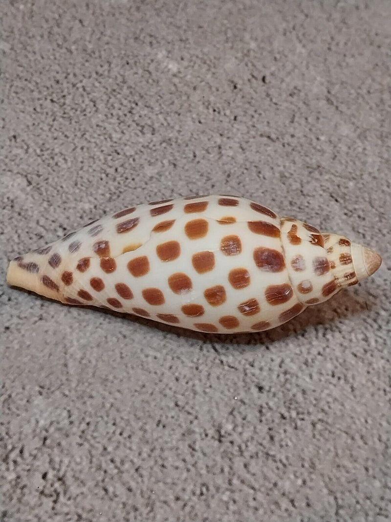 Vintage Scaphella Junonia Shell - 3"x1.2" - Loving Coastal Living