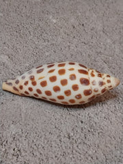 Vintage Scaphella Junonia Shell - 3