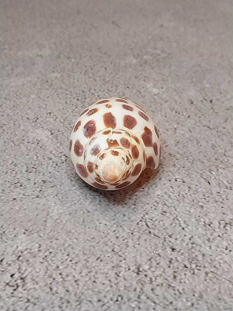 Vintage Scaphella Junonia Shell - 3"x1.2" - Loving Coastal Living
