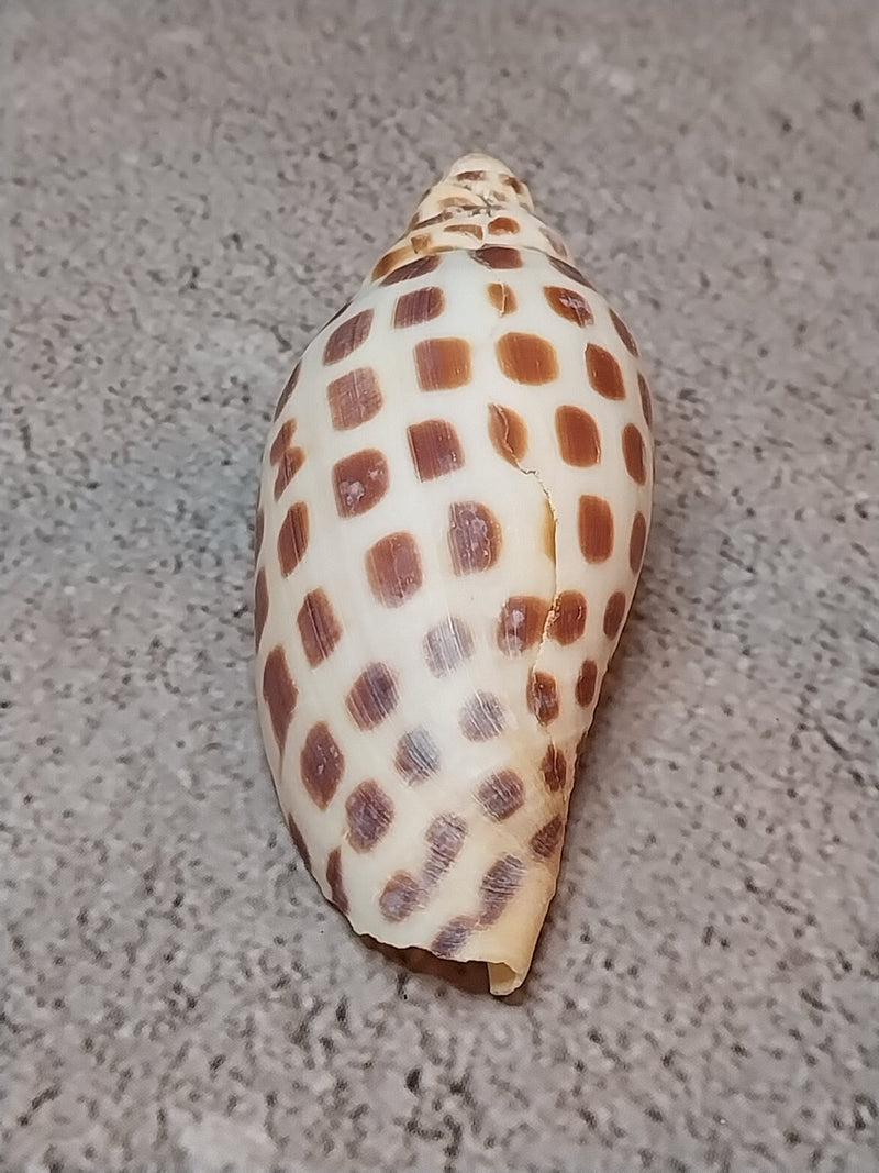 Vintage Scaphella Junonia Shell - 3"x1.2" - Loving Coastal Living