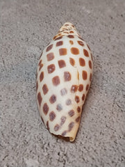 Vintage Scaphella Junonia Shell - 3