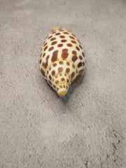 Vintage Scaphella Junonia Shell - 4