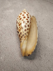 Vintage Scaphella Junonia Shell - 4