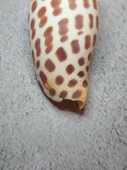 Vintage Scaphella Junonia Shell - 4