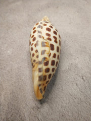 Vintage Scaphella Junonia Shell - 4