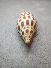 Vintage Scaphella Junonia Shell - 4