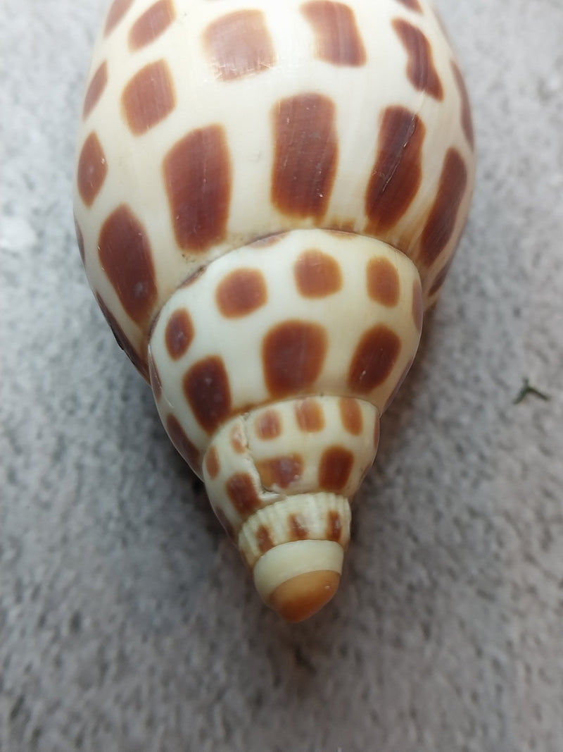 Vintage Scaphella Junonia Shell - 4"x1.6" - Loving Coastal Living
