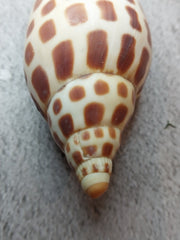 Vintage Scaphella Junonia Shell - 4