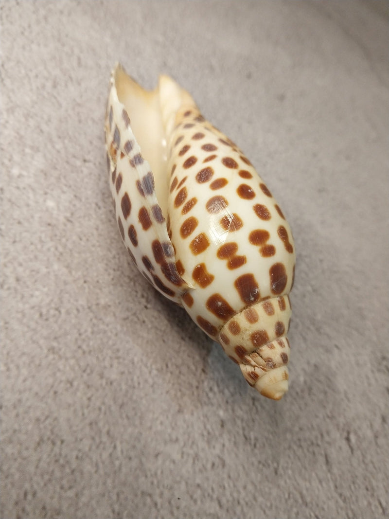 Vintage Scaphella Junonia Shell - 4"x1.6" - Loving Coastal Living