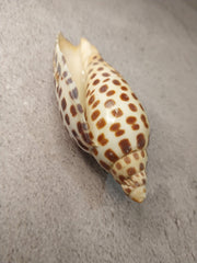 Vintage Scaphella Junonia Shell - 4