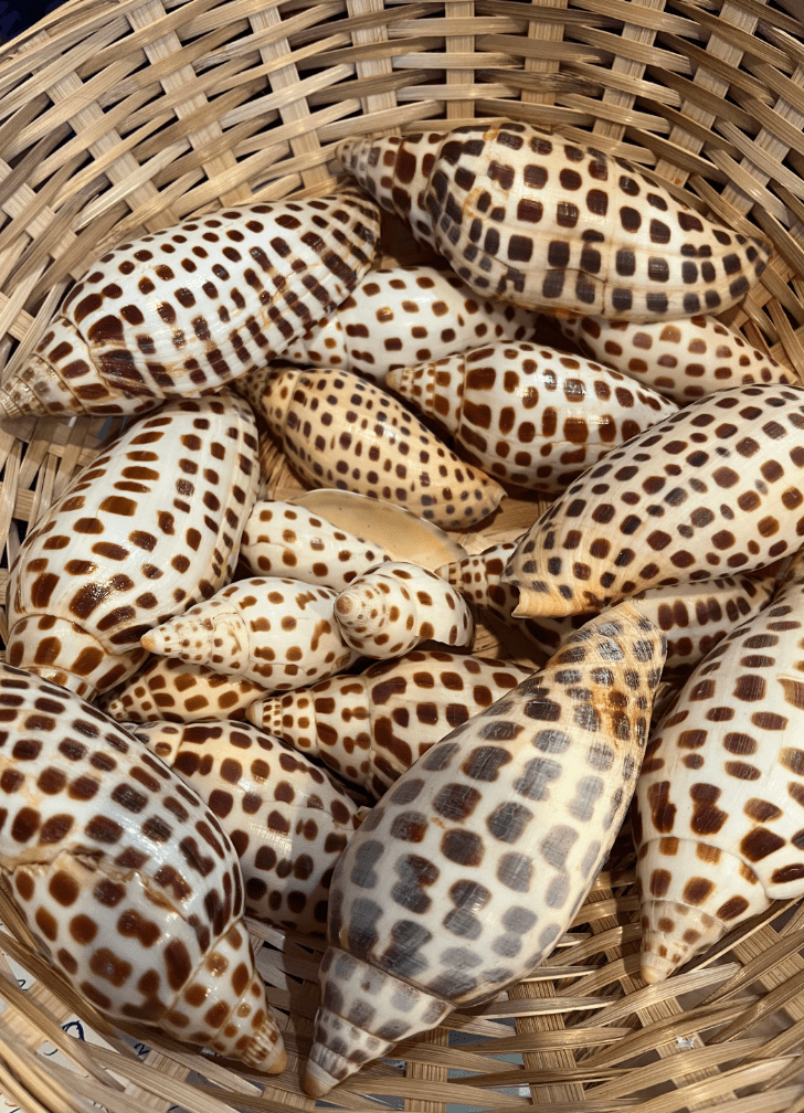 Vintage Scaphella Junonia Shell - General listing - Loving Coastal Living
