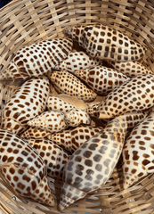 Vintage Scaphella Junonia Shell - General listing - Loving Coastal Living