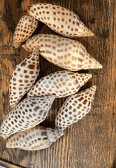 Vintage Scaphella Junonia Shell - General listing - Loving Coastal Living